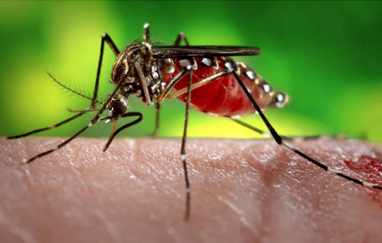 Smart AI Traps: A New Weapon in the War Against MosquitoBorne Diseases