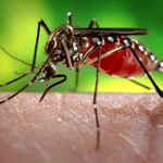 Smart AI Traps: A New Weapon in the War Against MosquitoBorne Diseases